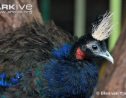 ARKive image GES144238 - Congo peafowl