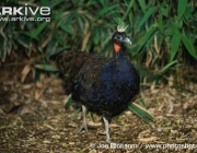 ARKive image GES020705 - Congo peafowl