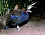 Pavão do Congo 6