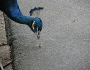 Pavão Indiano Comendo 4