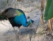 Pavão Indiano Comendo 6