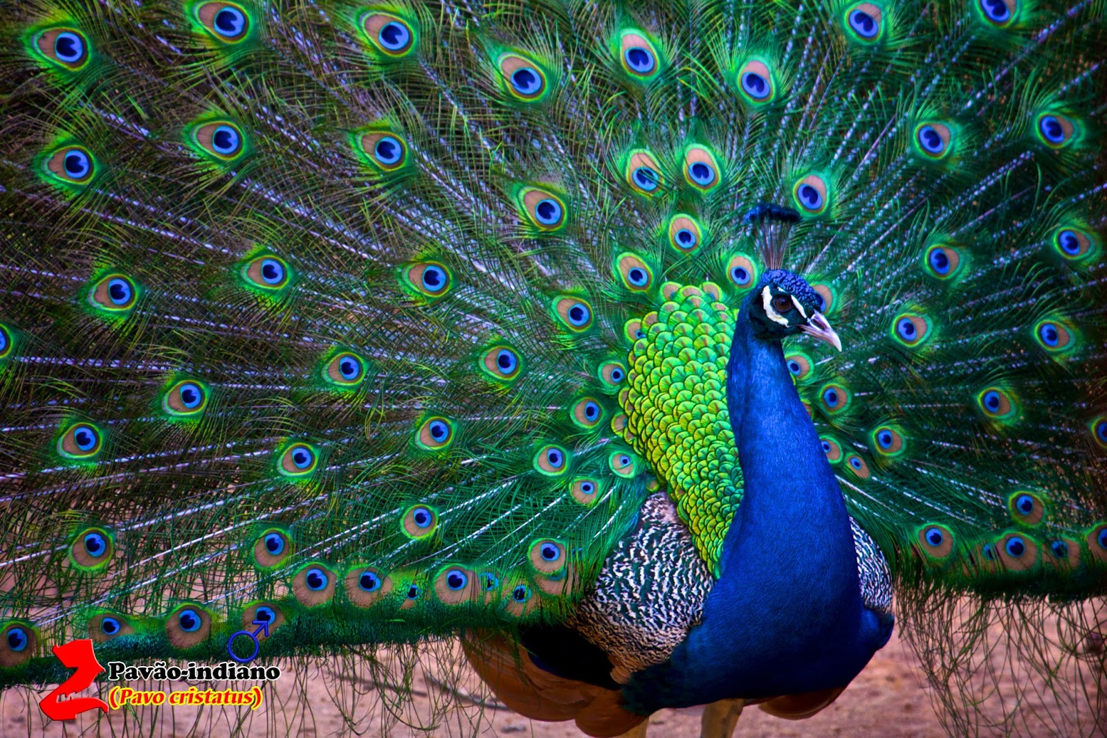 Quais os Tipos de Pavão? | Mundo Ecologia