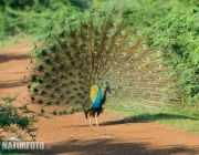 Pavão Indiano 6