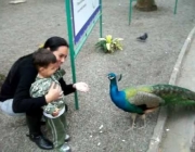 Pavão Comendo 1