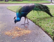 Pavão Comendo 2