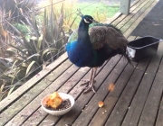 Pavão Comendo 4