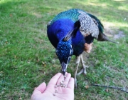 Pavão Comendo 5