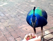 Pavão Comendo 6