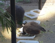 Pavão se Alimentando 2