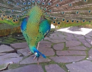 Pavão Verde Comendo 1