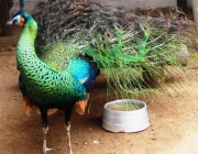 Pavão Verde Comendo 3