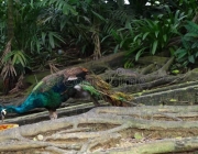 Pavão Verde Comendo 6