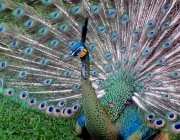 Male Javan Green Peafowl (Pavo muticus) on display in Taman Burung (Bird Park) Taman Mini Indonesia Indah, Jakarta, Indonesia.