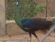 Pavão Verde Java no Cativeiro 3