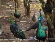 Pavão Verde Java no Cativeiro 5