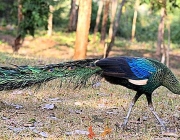 Pavão Verde Birmanês 2