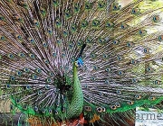 Pavão Verde Javanês 2