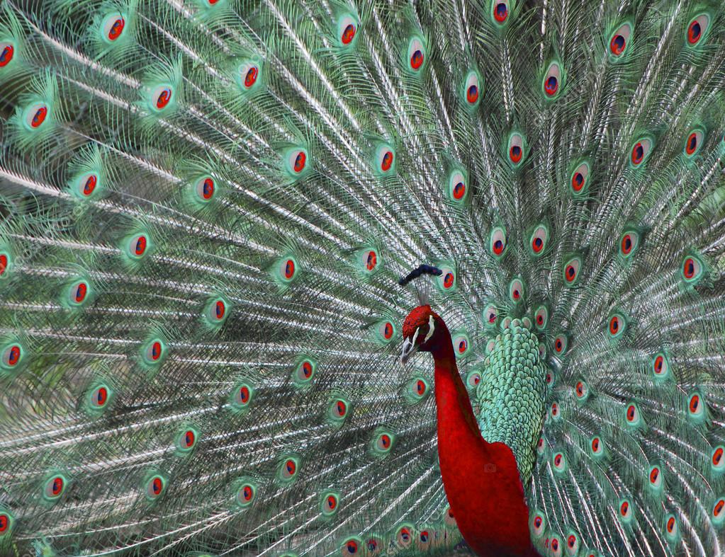 Pavão Vermelho Existe? | Mundo Ecologia