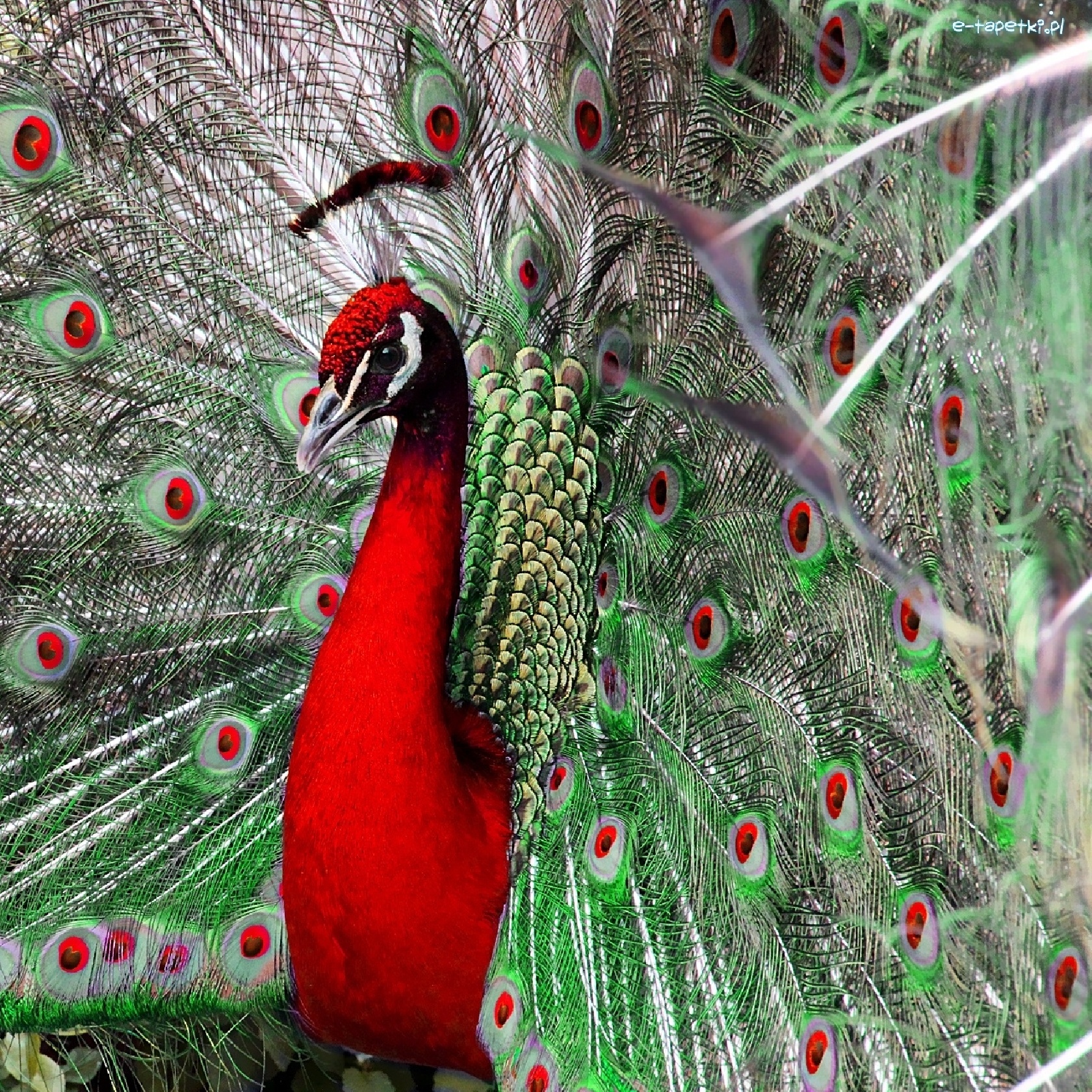 Pavão Vermelho Existe? Mundo Ecologia