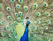 Beautiful Indian peafowl - Pavo cristatus - male (peacock) displaying