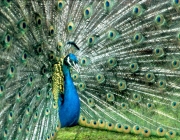 Pavo Pavão Indiano 3