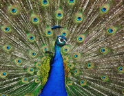 Pavo Pavão Indiano 4