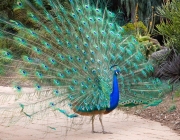 Pavo Pavão Indiano 5