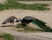 Pavões Comendo 5