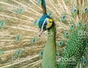 Peacocks in nature,Green peafowl or Pavo muticus (cristatus)