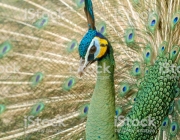 Peacocks in nature,Green peafowl or Pavo muticus (cristatus)