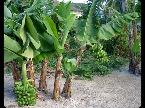 Pé de Banana Enxertada | Mundo Ecologia
