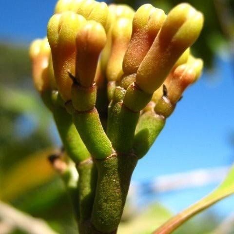 Como Plantar Pé de Cravo da Índia – Mundo Ecologia