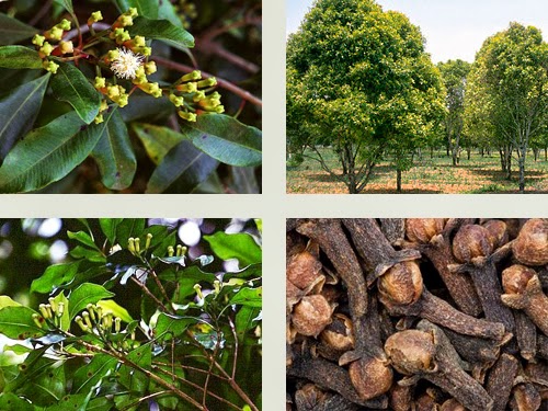 Como Plantar Pé de Cravo da Índia – Mundo Ecologia