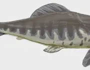 Peixe Gigante 1