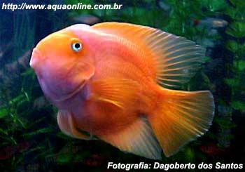 Peixe-Papagaio 5