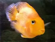 Peixe-Papagaio 1