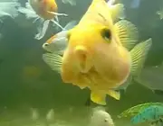 Peixe-Papagaio 2