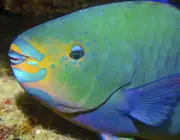 Peixe-Papagaio 4