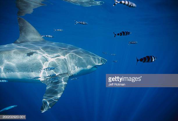 Pacific Ocean, Guadalupe, Mexico, great white shark (Carcharodon carcharias) and pilot fish (Naucrates ductor)