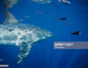 Pacific Ocean, Guadalupe, Mexico, great white shark (Carcharodon carcharias) and pilot fish (Naucrates ductor)