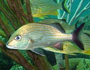 Peixe Xira 4