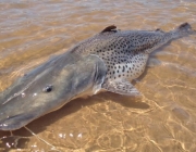 Peixes do Pantanal 5