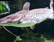 Peixes do Pantanal