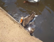 Peixes e Gansos 2