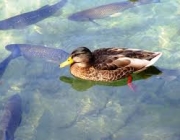 Peixes e Gansos 5