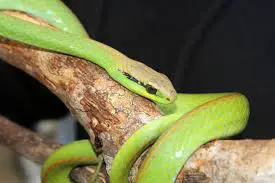 Philodryas Agassizii (Cobras-Verdes) 1