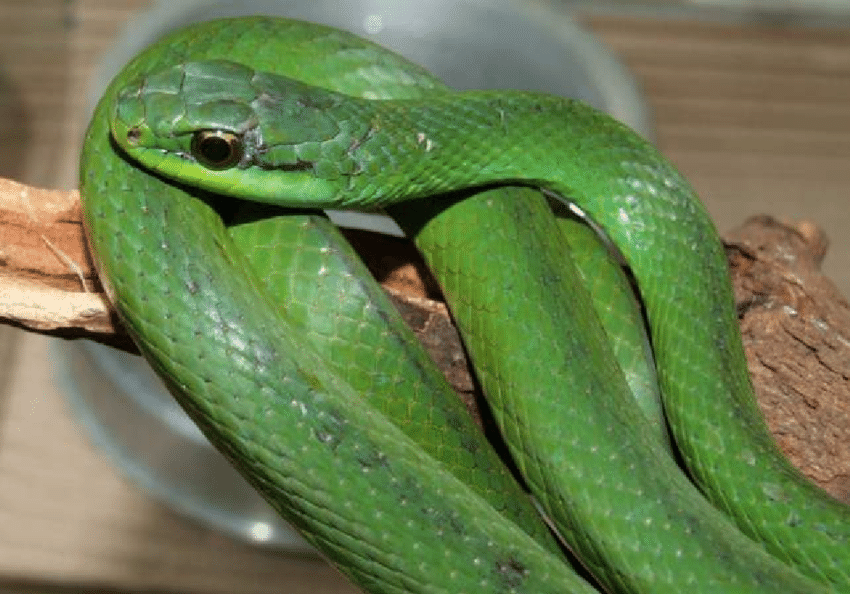 Philodryas Agassizii (Cobras-Verdes) 2