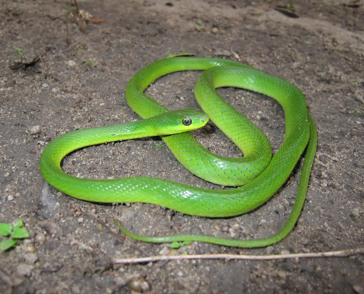 Philodryas Agassizii (Cobras-Verdes) 3