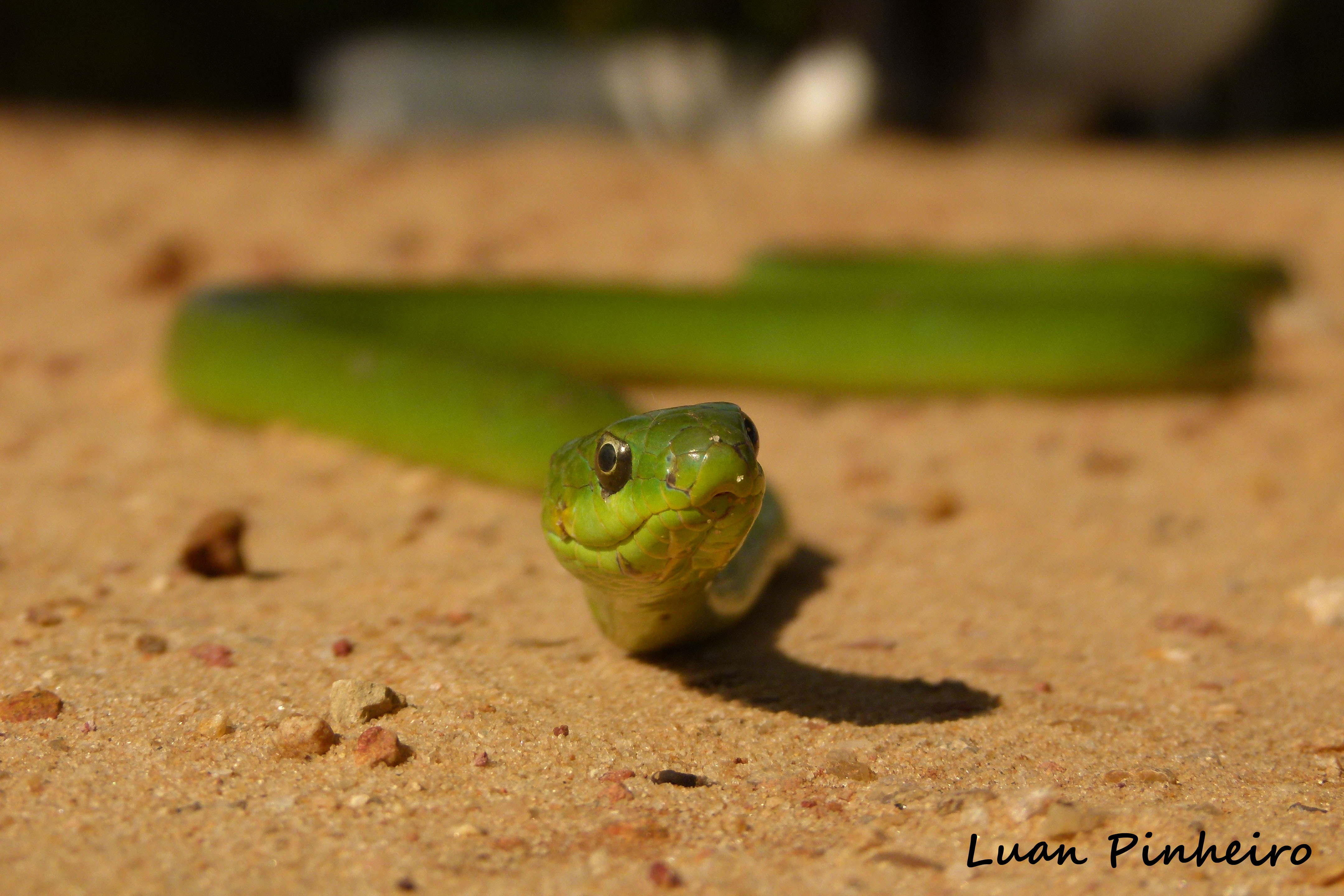 Philodryas Agassizii (Cobras-Verdes) 4