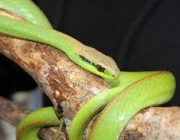 Philodryas Agassizii (Cobras-Verdes) 1